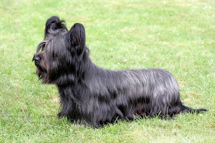 Drôle de Skye Terrier sur l'herbe verte