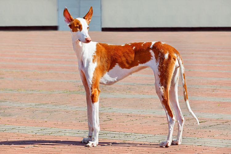 7 Races De Chiens Espagnols Races FCI D Espagne Avec Photos Dogbible 7 Races De Chiens Espagnols Races FCI D Espagne Avec Photos Dogbible