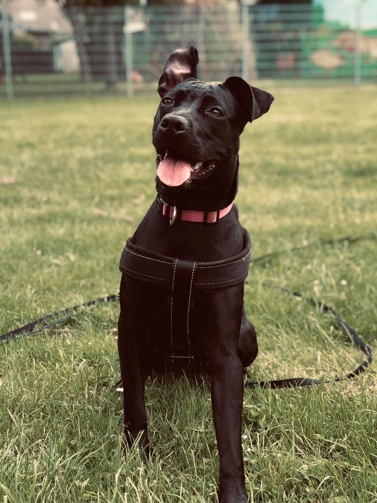 Hund,Hunderasse,Halsband,Fleischfresser,Begleithund,Haustierbedarf,Hundehalsband,Kitz,Arbeitstier,Leber,