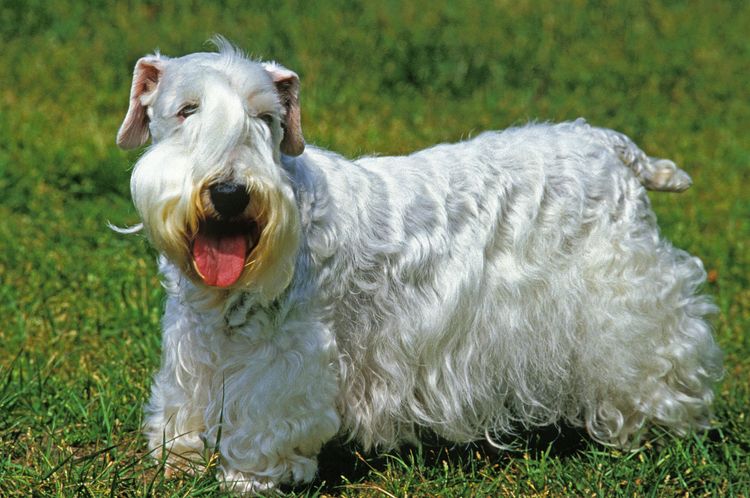 Chien Sealyham Terrier, adulte debout sur l'herbe
