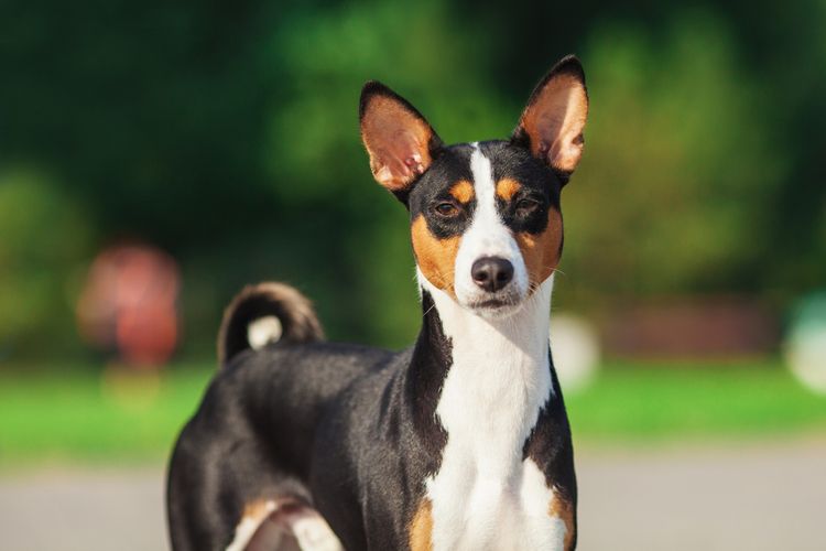 Vízszintes portré egy basenji fajtájú, rövid szőrű, háromszínű fekete, fehér és piros színű kutyáról, aki a szabadban áll, zöld háttérrel, nyáron.