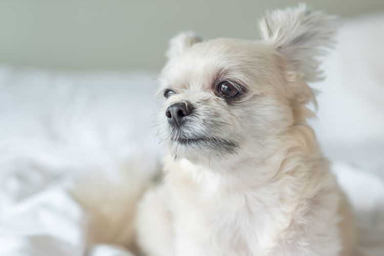 Kutya olyan aranyos vegyes fajta Shih-Tzu, pomerániai és uszkár ül vagy alszik fekve az ágyon fehér fátyol és néz valamit érdeklődéssel az ágyon a hálószobában otthon vagy a szállodában