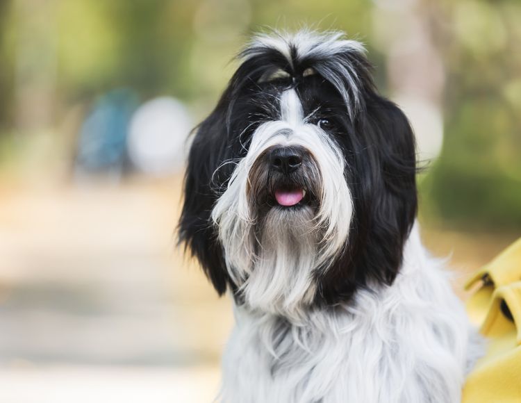 Közelkép egy jóképű tibeti terrier kutyáról, aki kíváncsi tekintettel és nyitott szájjal ül és pihen a parkban