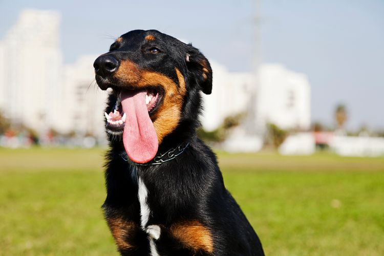 Portré egy beauceron és ausztrál juhász keverék kutyáról, amint egy városi parkban ül és szórakozottan liheg.