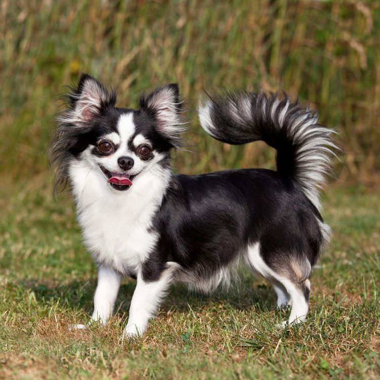 Portré egy szép chihuahua kutyáról