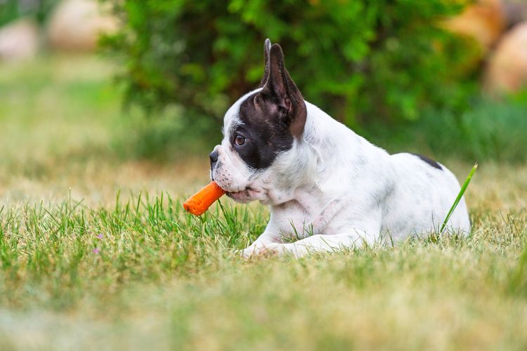 Francia bulldog kiskutya eszik répát a fűben