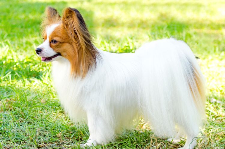 Egy kis fehér és piros Papillon kutya (más néven Continental Toy Spaniel) áll a fűben, nagyon barátságos és gyönyörű.