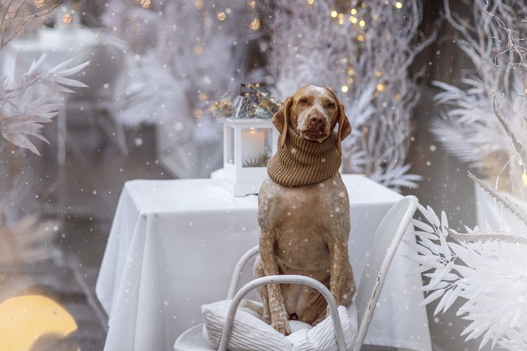 Újévi és karácsonyi koncepció Braque Du Bourbonnais kutyával a hóban