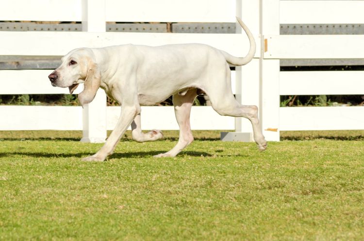 Fiatal, fehér porcelán kutya fut a fűben A Chien de Franche-Comte-nak fényes szőre van, fekete orra széles orrlyukakkal, hosszú, lógó fülekkel, hosszú nyakkal, és vadászatra használják.