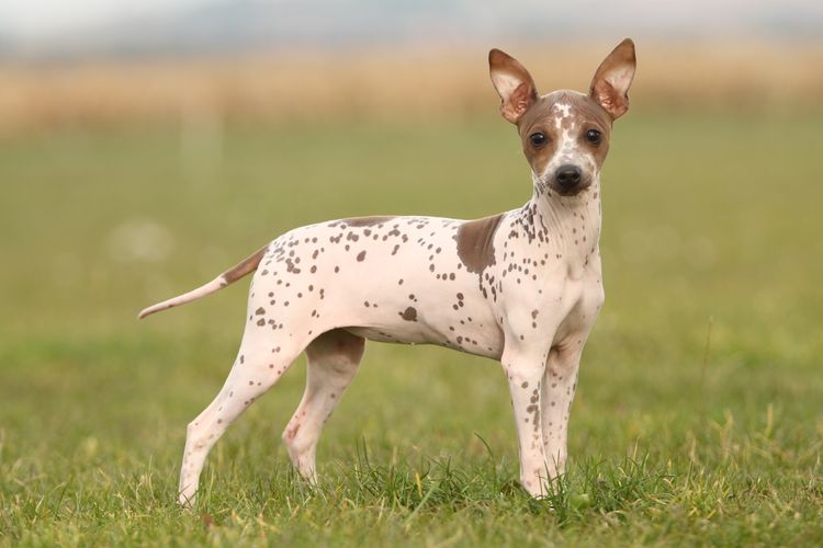 Amerikai szőrtelen terrier kiállítási pozícióban