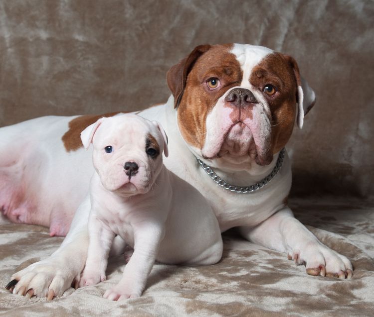 Amerikai bulldog szuka kölykökkel