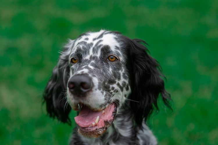 fekete pöttyös angol szetter nézi a kamerát és nevet, kutya a fűben, kutya fekete pöttyökkel, kutya hasonló Golden Retriever, vadászkutya, gyönyörű kutya, aranyos kutyafajta