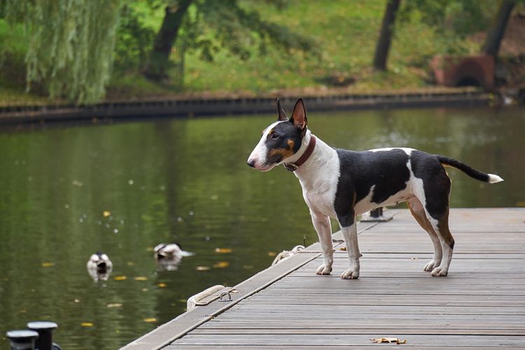 Bullterrier kutyakölyök egy fából készült stégen egy tó mellett, másolati tér részlet kiválasztott fókusszal és szűk mélységélességgel.