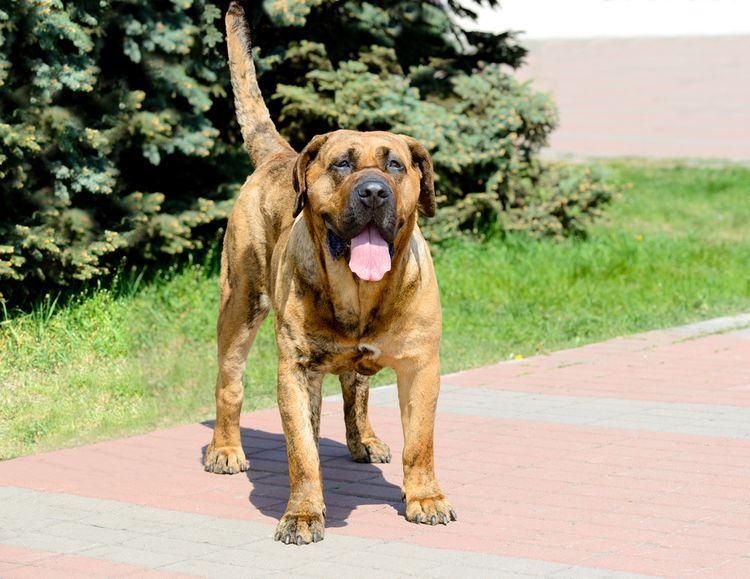 Kutya,növény,húsevő,kutyafajta,nyakörv,őzbarna,társas kutya,szájkosár,munkaállat,harapás,