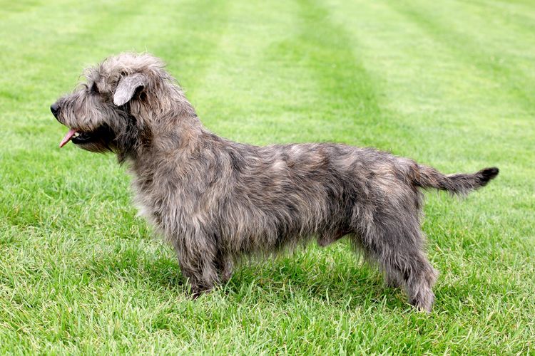 Tipikus Imaal terrier egy zöld réten