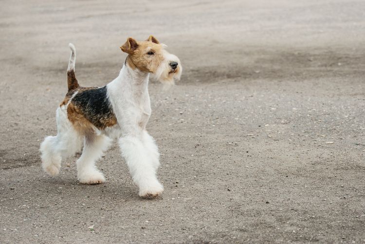 Egy fiatal foxterrier sétál egy kikövezett úton.