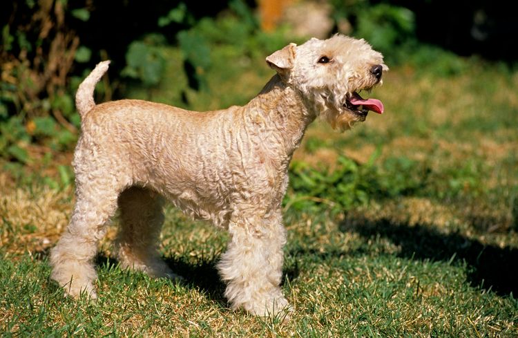 Lakeland Terrier kutya áll a fűben