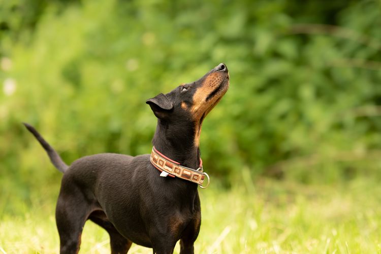 Szép manchesteri terrier kutya áll egy zöld réten, zöld háttér előtt és felfelé tekintve