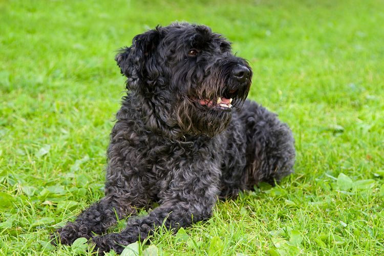 Fekete kutya Kerry Blue Terrier lélegzik a fűben