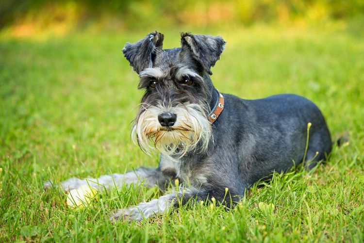 Miniatűr schnauzer fekszik a fűben