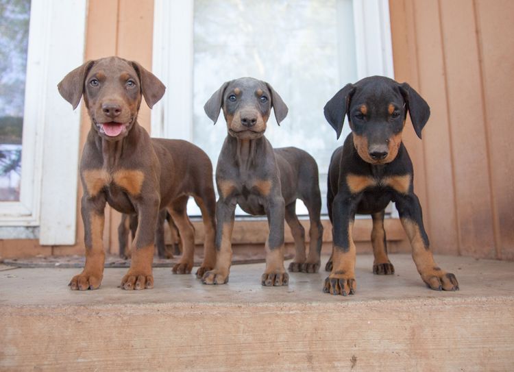Blue doberman puppy best sale