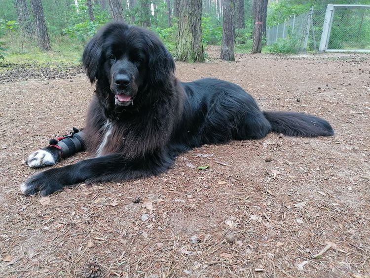 Newfie st shop bernard mix