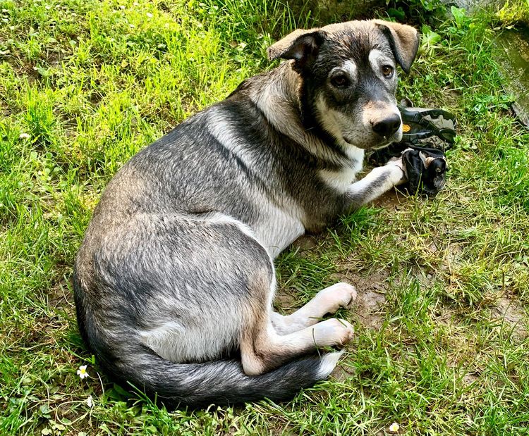 Malamute lab cheap