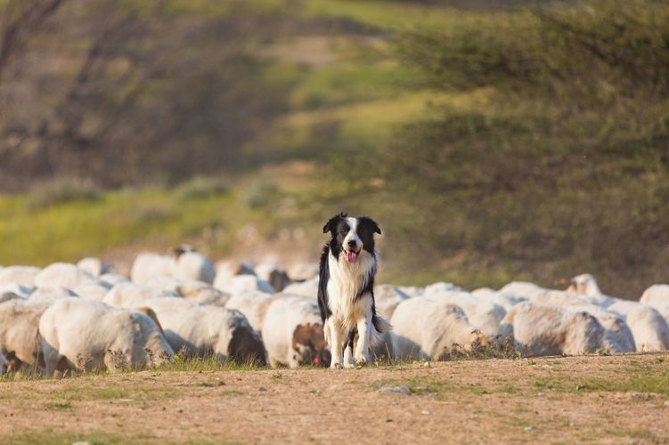 How fast is a border collie sales