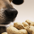 ¿Los perros pueden comer cacahuetes?