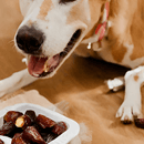 ¿Puede tu perro comer dátiles? Guía completa