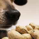 Les chiens peuvent-ils manger des cacahuètes ?