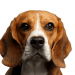 Beagle Kopf Hund, Säugetier, Wirbeltier, Hunderasse, Canidae, Beagle, Beagle-Harrier, Fleischfresser, brauner Hund, Schlappohren