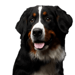 Bernasennen Hund Hund, Säugetier, Wirbeltier, Hunderasse, Canidae, Berner Sennenhund, Fleischfresser, Großer Schweizer Sennenhund, Appenzeller sennenhund, Riesenhunderasse