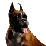 Boxer mit Stehohren Säugetier, Hund, Wirbeltier, Hunderasse, Canidae, Boxer Rasse, Schnauze, Fleischfresser, Arbeitshund, Stehohren beim Boxer Hund, Kampfhund, Listenhund, Familienhund