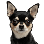 Chihuahua Kurzhaar Hund, Säugetier, Wirbeltier, Canidae, Hunderasse, schwarzer Chihuahua mit Stehohren, Kurhaar Chihuahua, schwarz brauner Hund unter 5kg, Fleischfresser, Schnauze, Begleithund,