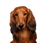 Dackel Langhaar Hund, Säugetier, Wirbeltier, Canidae, Hunderasse, Fleischfresser, Irischer Setter, Begleithund, Schnauze, brauner Langhaar Dackel,