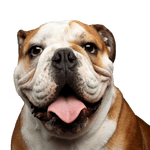 Englische Bulldogge hechelt Hund, Wirbeltier, Hunderasse, alte englische Bulldogge, Canidae, Säugetier, Bulldogge, alte englische Bulldogge, britische Bulldoggen hechelt, Kampfhund, Listenhund, braun weiße Bulldogge, mittelgroßer Hund mit kupierten Ohren