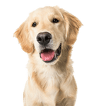 Golden Retriever Rassebeschreibung Rassebeschreibung Golden Retriever