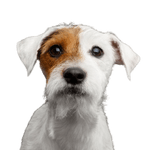 Hund, Säugetier, Wirbeltier, Hunderasse, Canidae, Russell Terrier, Begleithund, Fleischfresser, Parson Russell Terrier Rauhaar, Welpe, kleiner weißer Hund mit braunem Auge