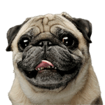 Mops Rassebeschreibung Mops Hund Rassebeschreibung