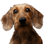 Rauhaar Dackel Hund, Säugetier, Wirbeltier, Hunderasse, Canidae, Fleischfresser, Begleithund, Steirischer Grobhaarhund, Schnauze, Sportgruppe, Dackel rauhaarig