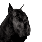 Schnauzer Schnauzer, Wirbeltier, Säugetier, Scottish Terrier, Hunderasse, Hund, Canidae, Riesenschnauzer, Fleischfresser, Schnauze, Terrier