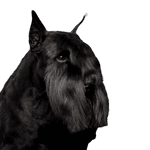 Schnauzer, Wirbeltier, Säugetier, Scottish Terrier, Hunderasse, Hund, Canidae, Riesenschnauzer, Fleischfresser, Schnauze, Terrier