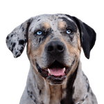 Louisiana Catahoula dog portrait