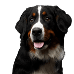 Dog,Mammal,Vertebrate,Dog breed,Canidae,Bernese mountain dog,Carnivore,Greater swiss mountain dog,Appenzeller sennenhund,Giant dog breed,