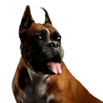 Mammal,Dog,Vertebrate,Dog breed,Canidae,Boxer,Snout,Carnivore,Working dog,Great dane,