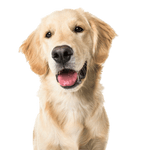 Breed description Golden Retriever