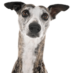 Greyhound breed description