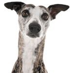 Greyhound profile picture Greyhound breed description