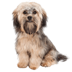 Havanese breed description